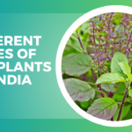 Different Types of Tulsi Plants in India