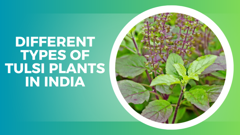 Different Types of Tulsi Plants in India